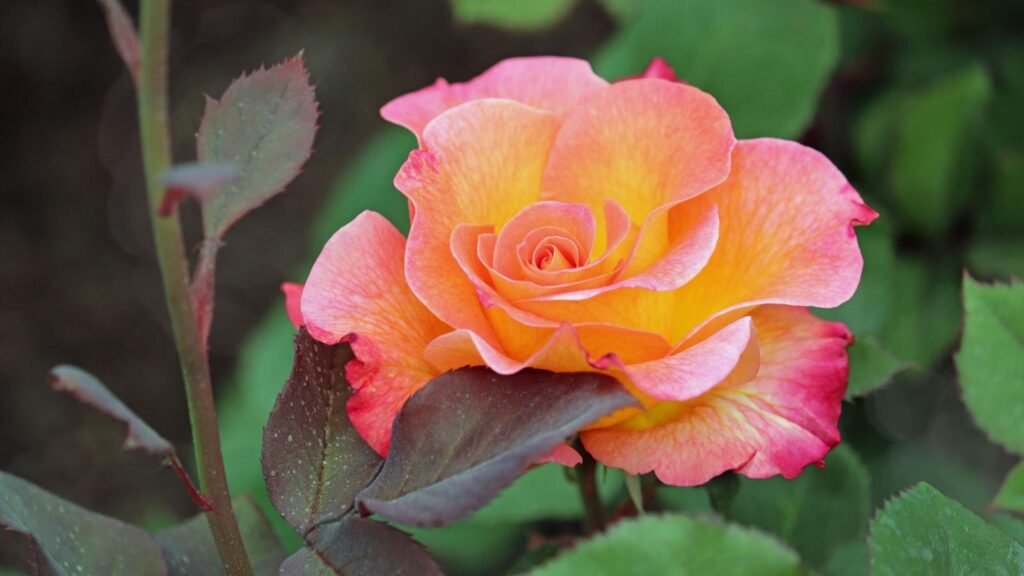 Cum a reușit Hershey să obțină succes în publicitate: Măsurarea unitară în clean room de Liveramp