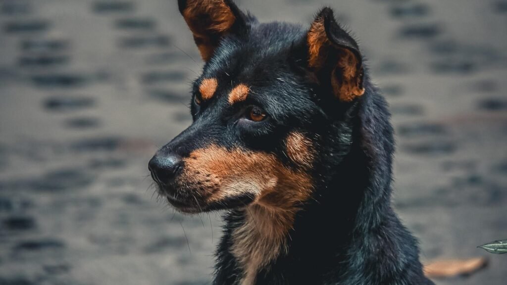 Creșterea căutărilor, scăderea satisfacției: O privire asupra Google AI