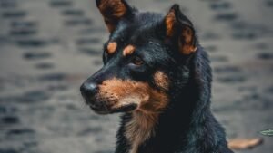 Creșterea căutărilor, scăderea satisfacției: O privire asupra Google AI